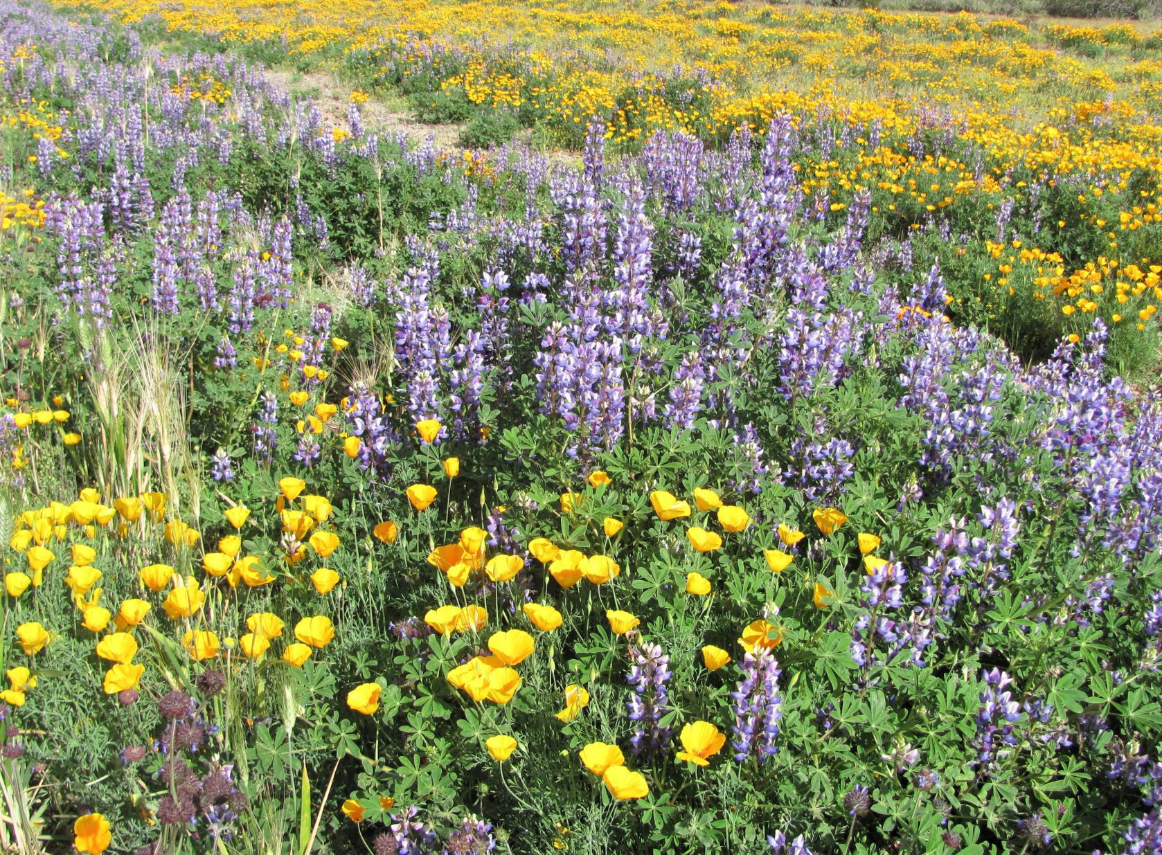 Carpets of wildflowers